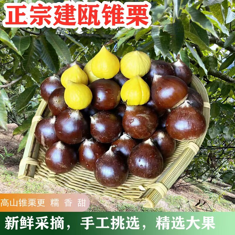 建瓯高山锥栗精选礼品大果栗子毛栗子榛子福建特产非板栗生鲜果