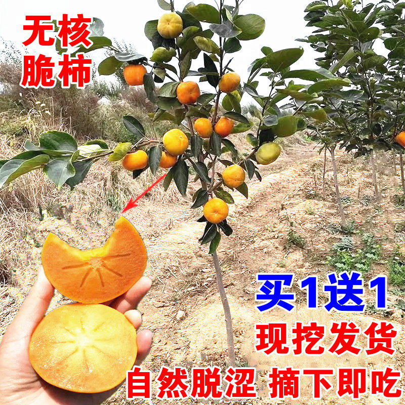 柿子树果苗盆栽地栽特大庭院果树