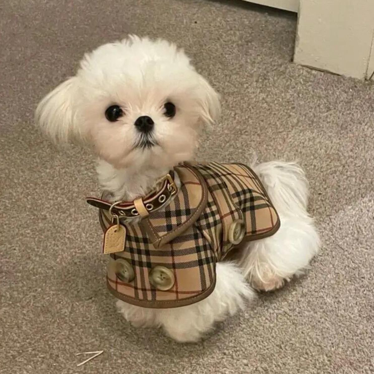 小型犬四季防掉毛春秋装宠物狗狗衣服洋气时尚英伦风情侣风衣