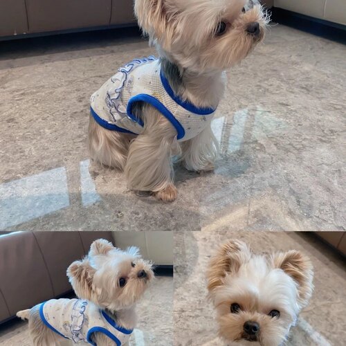 比心宠物狗狗衣服背心春秋薄款猫猫咪博美比熊小型幼犬泰迪春夏天