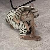 秋冬小清新涤棉POLO衫 斯芬克斯无毛猫德文衣服洋气 渔夫帽套装