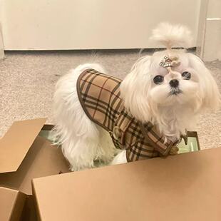 小型犬四季防掉毛春秋装宠物狗狗衣服薄款洋气时尚英伦风情侣风衣