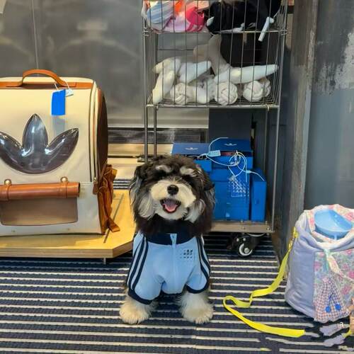 猫狗宠物衣服冬季保暖运动装雪纳瑞比熊泰迪柴犬中型外套