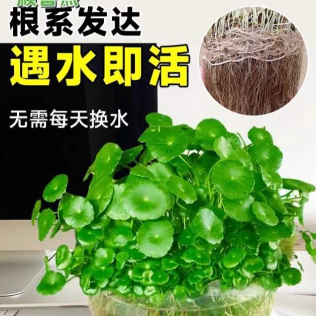 钱碗莲金钱草金草养净花家用睡莲XOL8997化空气绿花萝器家居植物