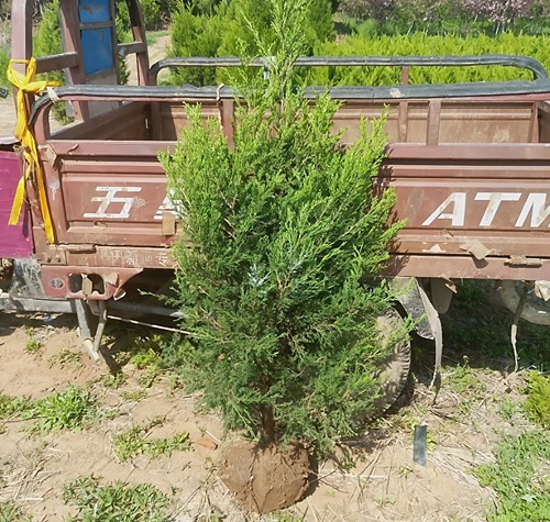 四季常青 耐寒植物塔柏 蜀桧 塔柏小苗 高速隔离带 墓地用松柏