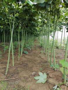 工程树苗青桐树苗青桐树梧桐树苗梧桐苗紫花泡桐树抗旱耐寒绿化苗