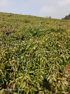 工程树苗香樟树苗 香樟树 香樟 香樟小苗四季长青树苗 抗旱品种苗