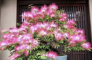 工程树苗合欢花苗合欢花树苗合欢花苗合欢花树苗抗旱耐寒