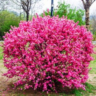 榆叶梅花树苗重瓣庭院红梅花卉耐寒观花红梅绿化园林占地拆迁