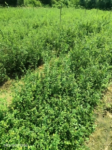 精品榆树苗 榆树苗 榆树小苗 小叶榔榆苗 附石盆景 童子功苗