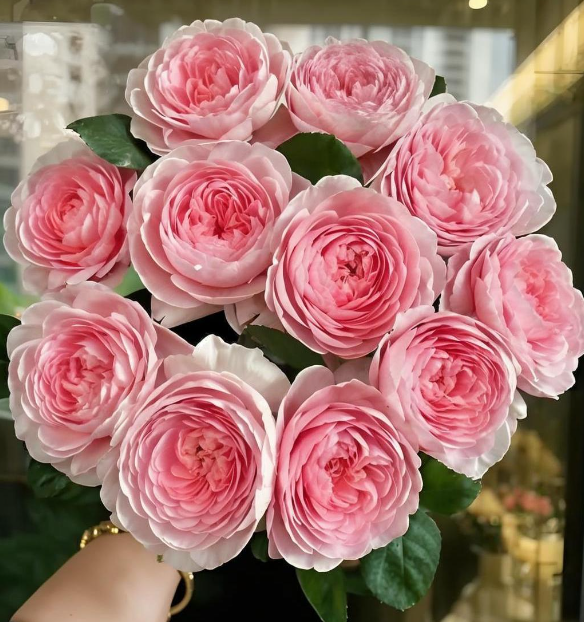 灌木藤本月季瑞典女王月季月季花苗庭院地栽盆栽月季小苗大苗