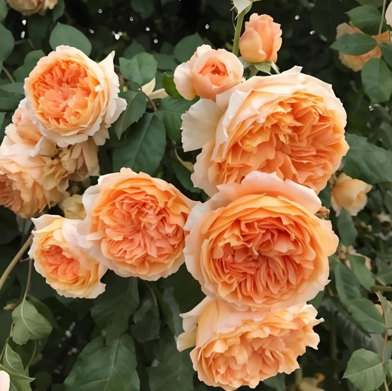 玛格丽特王妃重瓣大花浓香藤本月季花苗藤本月季庭院植物盆栽玫瑰图片