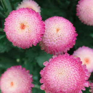 珠玉之卵草莓心千头菊花小雏菊盆栽多年生阳台庭院耐热耐寒花卉