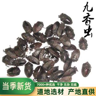 九香虫中药材 500克包邮云南九香虫 黑兜虫 屁巴虫 黑瓜蝽 屁板虫