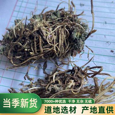 藏族习用药乌奴龙胆（冈
