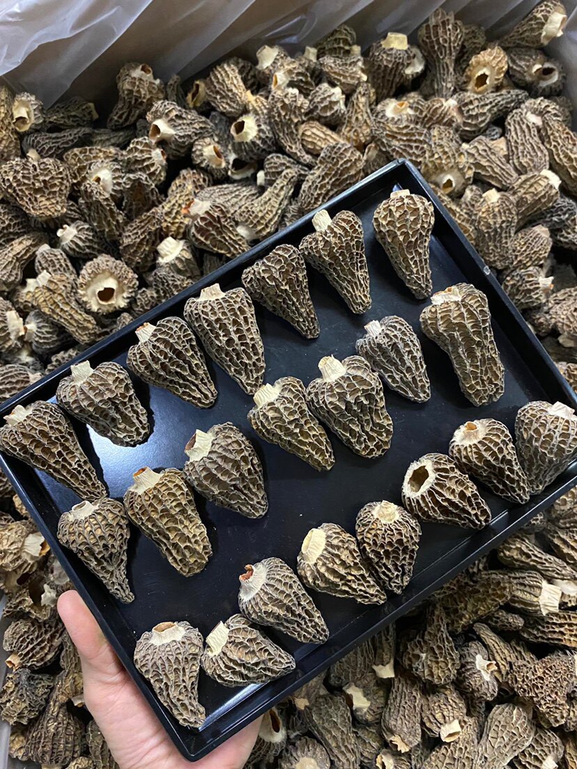 5-7cm剪柄精品草莓形羊肚菌2023头茬新货煲汤食材特级特产250克