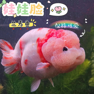 兰寿苗金鱼奶牛寿活鱼苗观赏鱼耐活冷水鱼小型宠物淡水兰寿金鱼苗