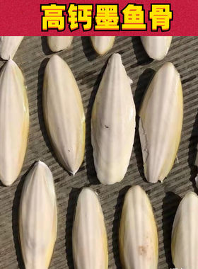 墨鱼骨鹦鹉乌龟磨牙补钙繁殖