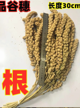 松鼠零食1根仓鼠粮食