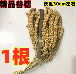 金丝熊仓鼠粮食松鼠仓鼠零食食物饲料鹦鹉然黄谷穗 逗鼠棒1根