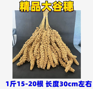 2025谷穗黄小米穗鹦鹉小鸟零食仓鼠玄风牡丹虎皮仓鼠金丝雀断奶