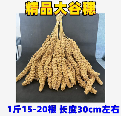 2025谷穗天然黄谷穗穗鹦鹉仓鼠