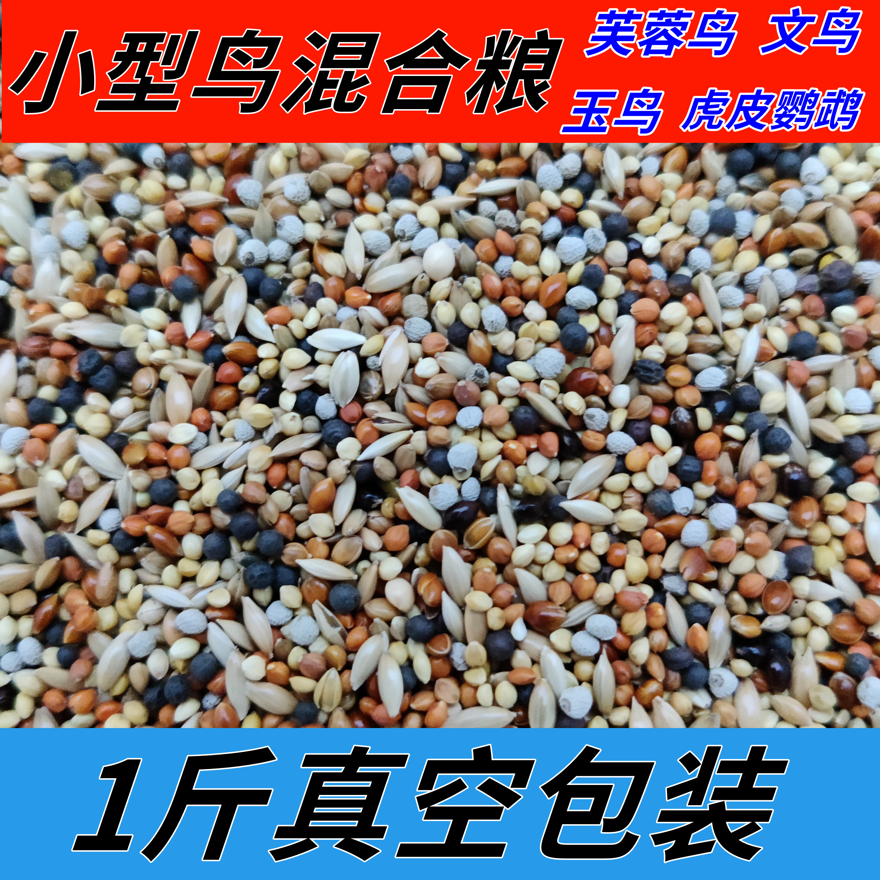 白苏子玉鸟金丝雀小型鸟