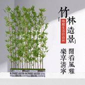加密仿真竹子室内装 饰假竹子隔断屏风挡墙造景室外装 饰竹盆栽绿植