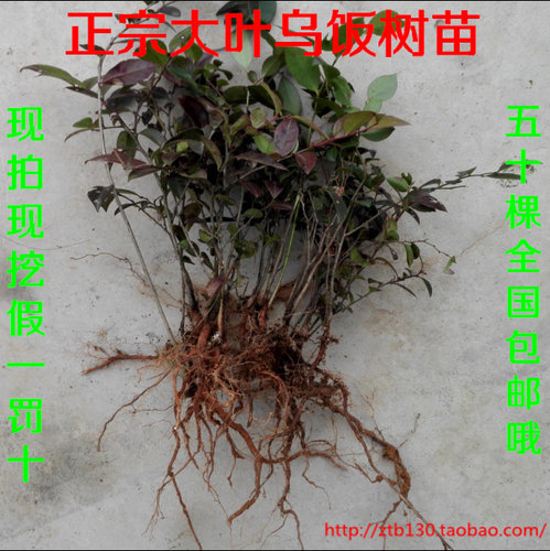 野生大叶 南烛叶苗 乌饭树苗 南烛苗 乌饭苗 多枝树苗 盆景 现挖