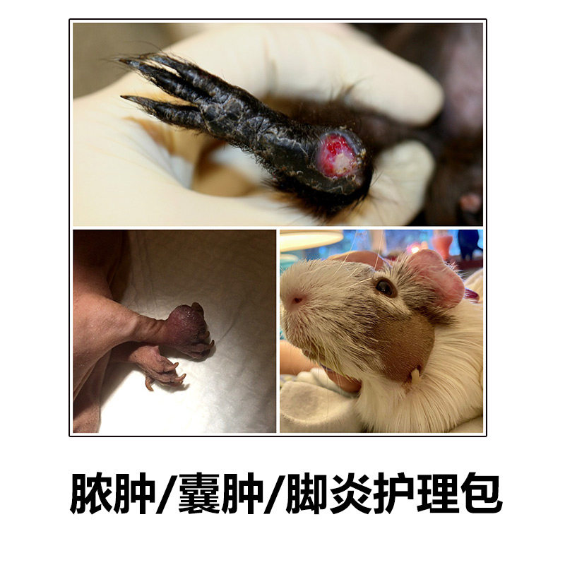 荷兰猪豚鼠脚炎囊肿脓肿各类伤口发炎化脓护理包金丝熊花枝鼠