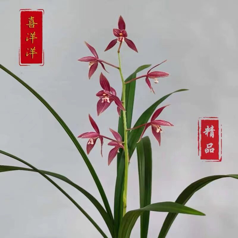 秋榜喜洋洋兰花苗版纳红浓香型秋冬带花苞发货云南转色花红花名品
