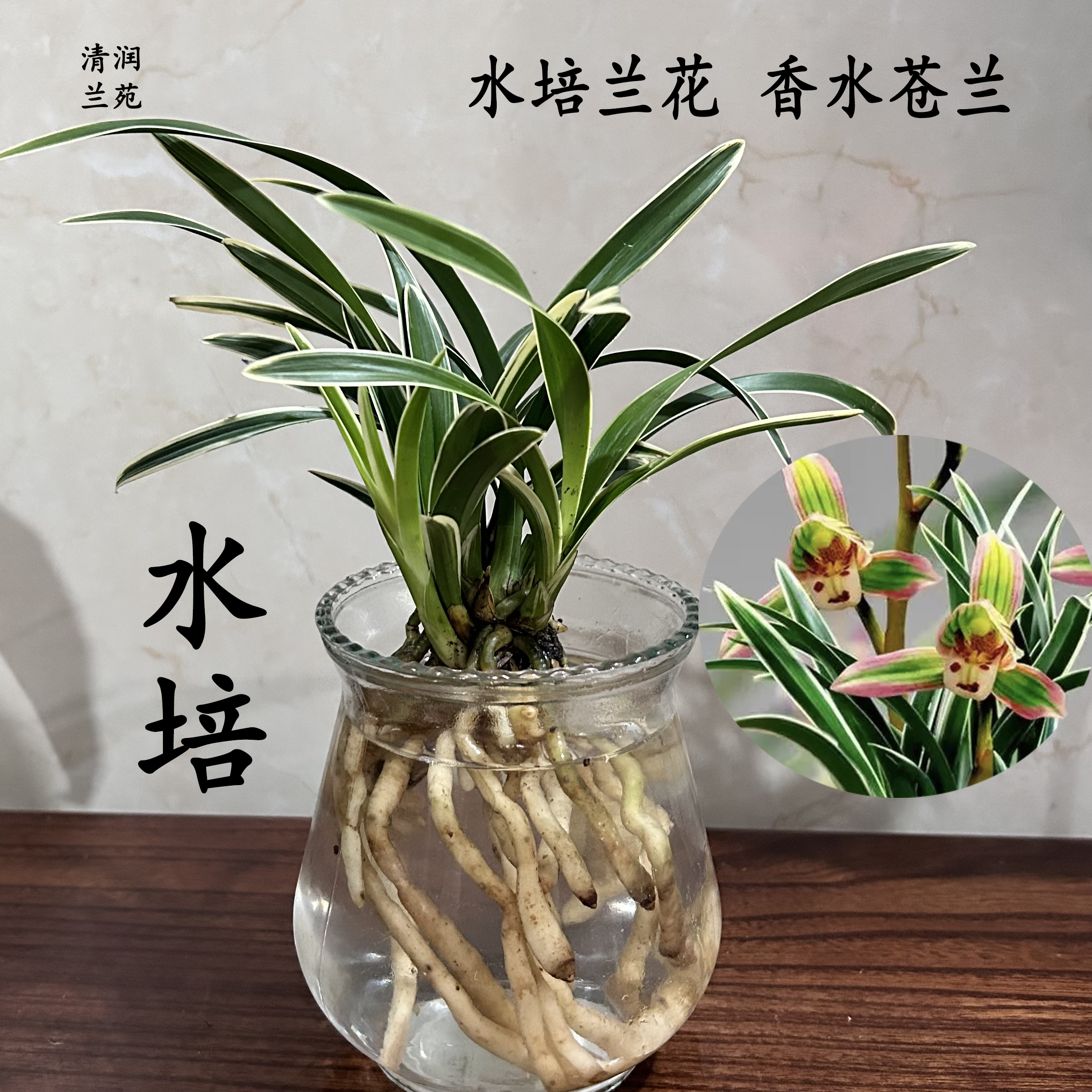 水培香水苍兰兰花苗室内植物浓香四季花卉耐寒植物秋带花苞