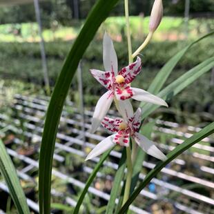 兰花苗建兰四季兰雪舞红尘夏秋带花苞浓香型室内花卉绿植盆栽好养