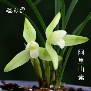名贵兰花苗阿里山素浓香型冬带花苞室内花卉绿植物盆栽