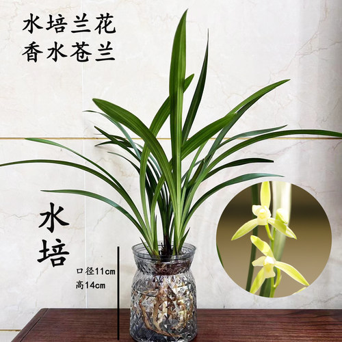 兰花苗水培兰花四季兰