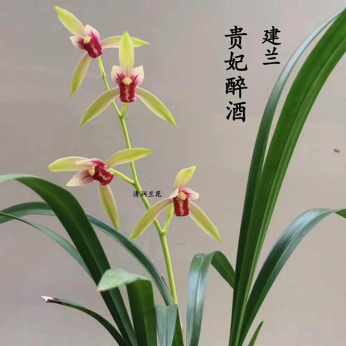 兰花苗建兰四季兰贵妃醉酒