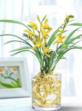 水培香水兰花苗金黄色室内植物浓香四季建花卉耐寒植物冬季带花苞