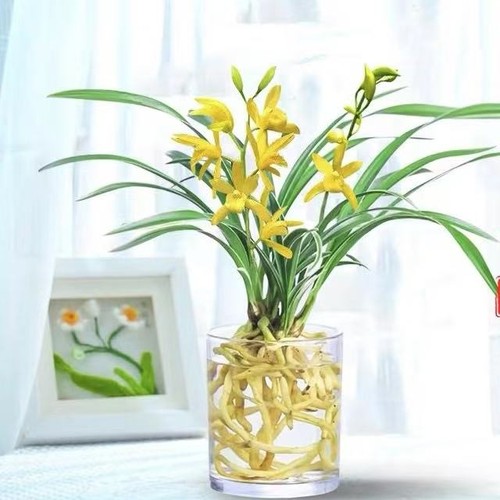 水培香水兰花苗金黄色室内植物浓香四季建花卉耐寒植物冬季带花苞