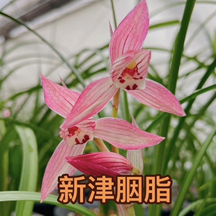 兰花苗春剑新津胭脂秋冬带花苞浓香型室内花卉绿植盆栽好养易活