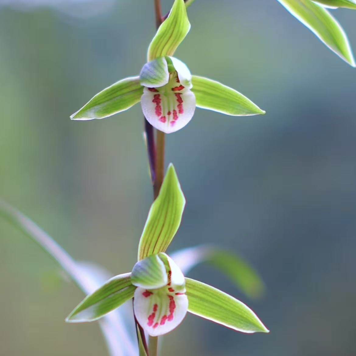 兰花苗细叶寒兰秋冬带花苞浓香型室内绿植花卉盆栽好养