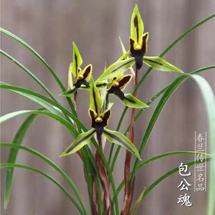 春兰包公魂带花苞兰花传统老种黑素色花名品 包公魂 兰花