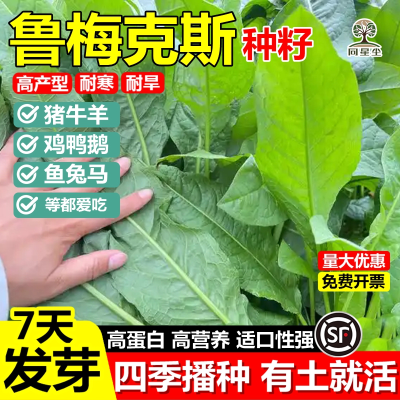 进口鲁梅克斯草籽多年生牧草种子俄罗斯菜饲料种子猪牛羊鸡鸭鹅鱼