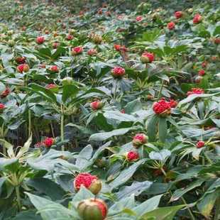 重楼籽云南滇重楼种子七叶一枝花苗种子新产重楼种子