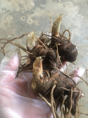 云南重楼苗七叶一枝花苗，产地直发量大价