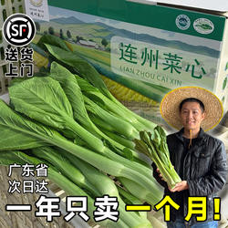 顺丰快递连州菜心特产自种广东迟菜心清甜新鲜采摘当季打霜后蔬菜