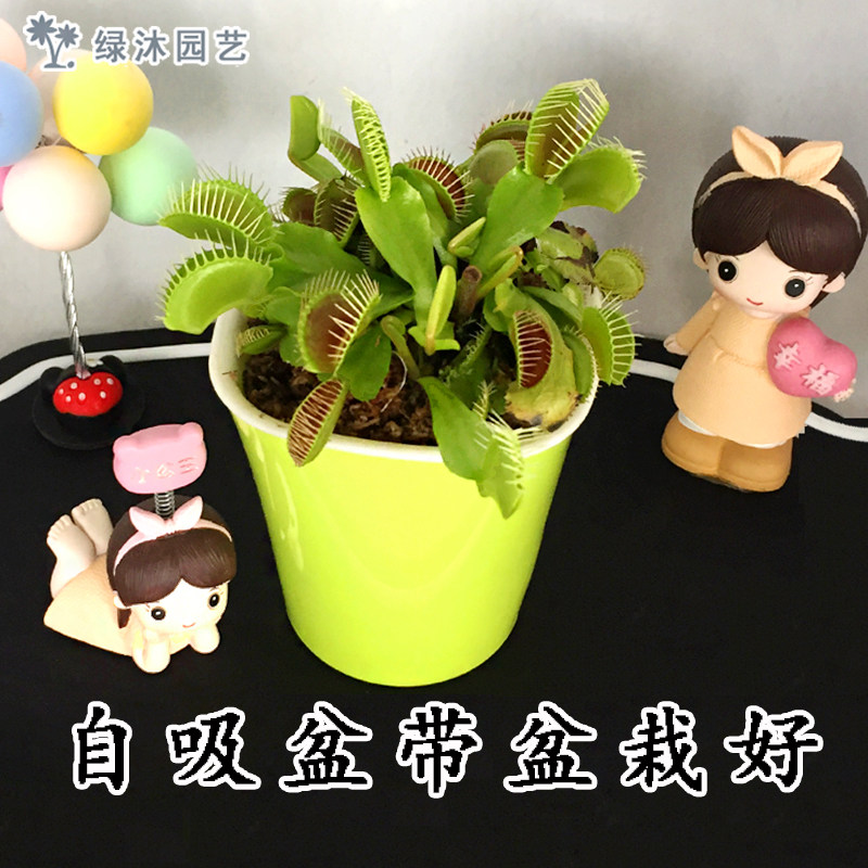 食虫草食人花超大 价格 怎么样 图片