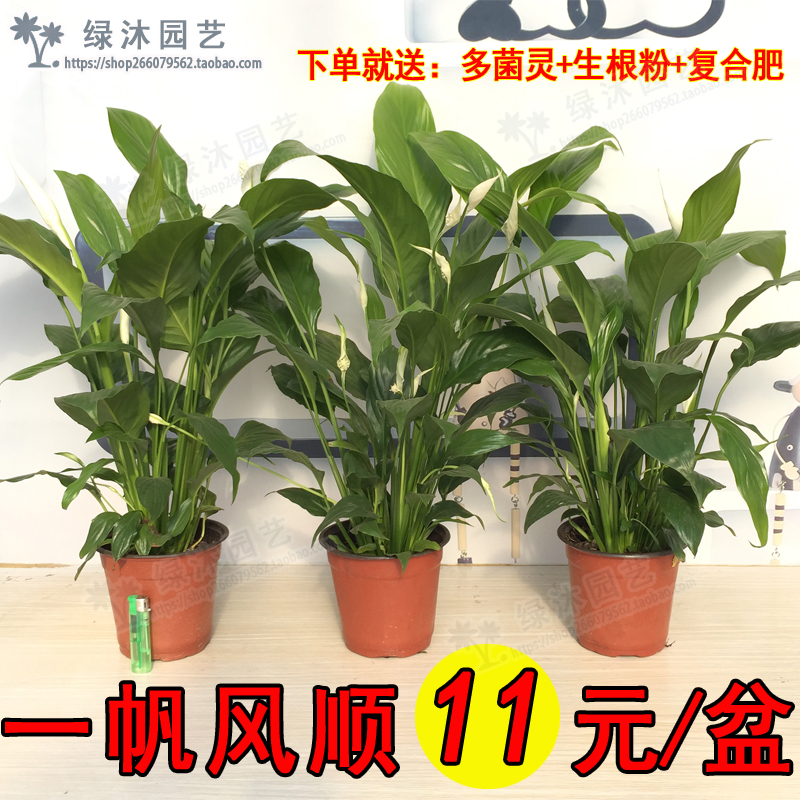 白掌红掌植物盆栽 一帆风顺盆?#36816;?#22521;水养植物 室内观花观叶花卉