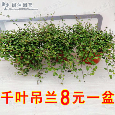 绿植千叶兰花苗婚纱多年生阳台