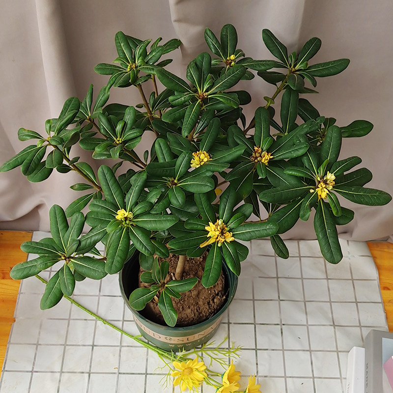 九里香盆栽盆景老桩浓香四季植物七里香树苗室内外好养花卉驱蚊绿