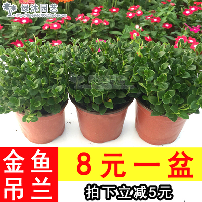 垂吊金鱼吊兰花卉植物盆栽室内客厅阳台吸甲醛防辐射包邮带花发货